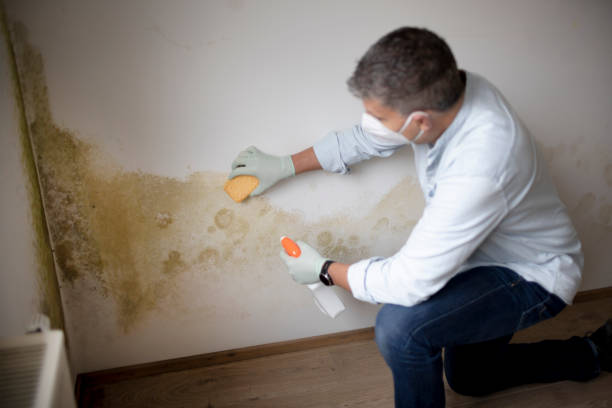 Best Commercial Mold Inspection  in Waelder, TX